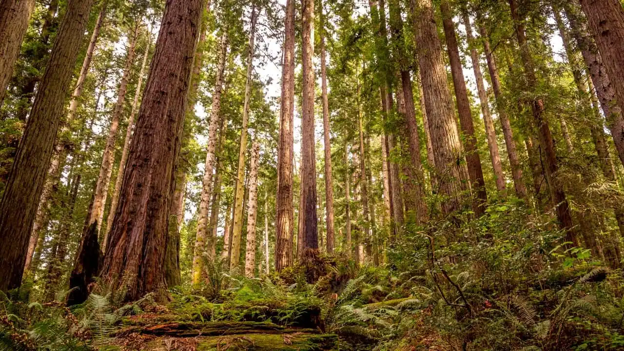 Redwood National Park