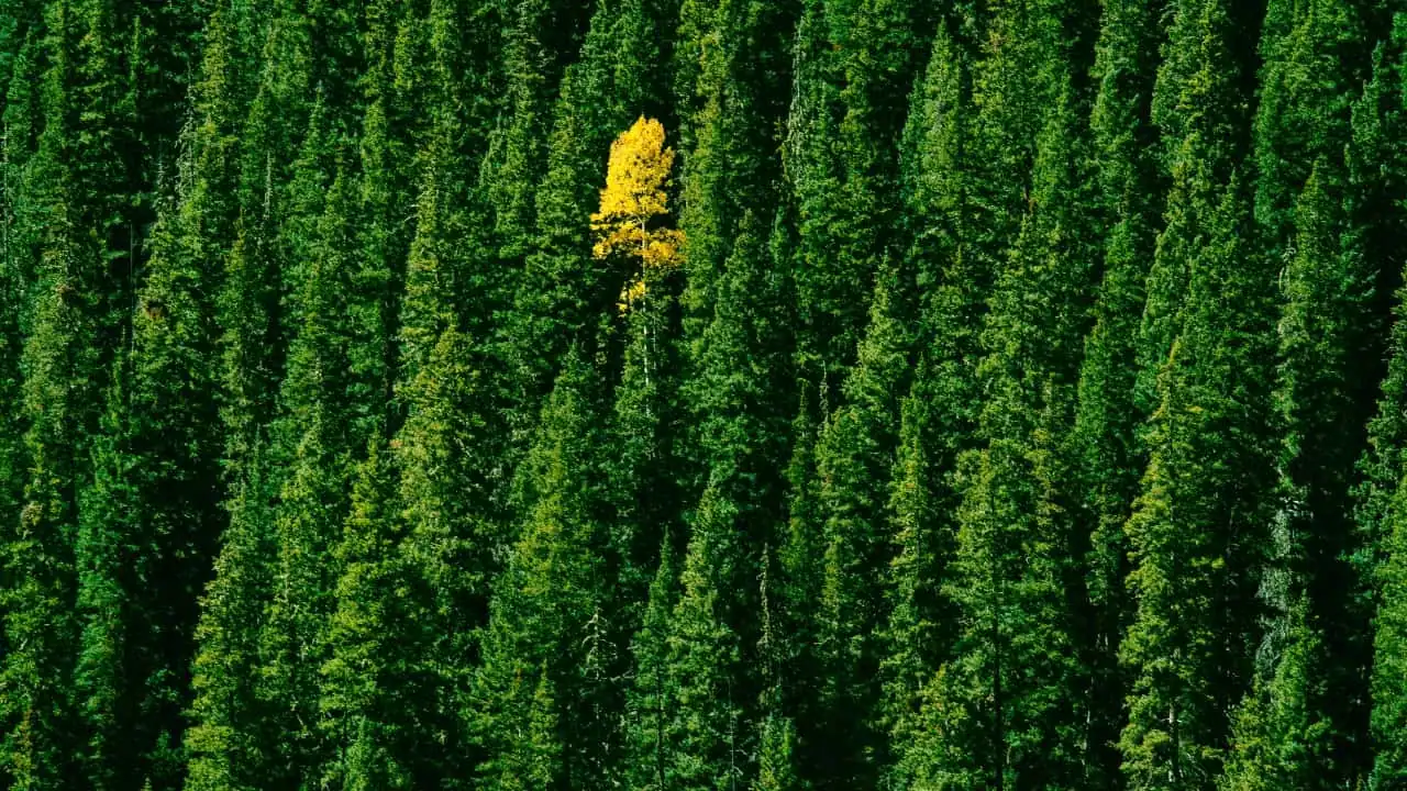 Beginning of fall in Silverton