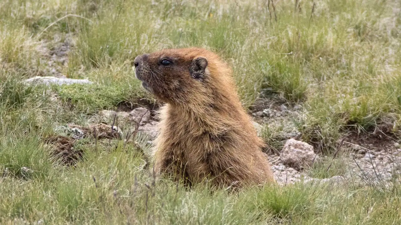 Wildlife in San Juan Mountains