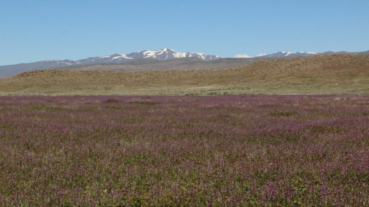 Flower fields around Battle Mountain, near Mill Creek Nevada