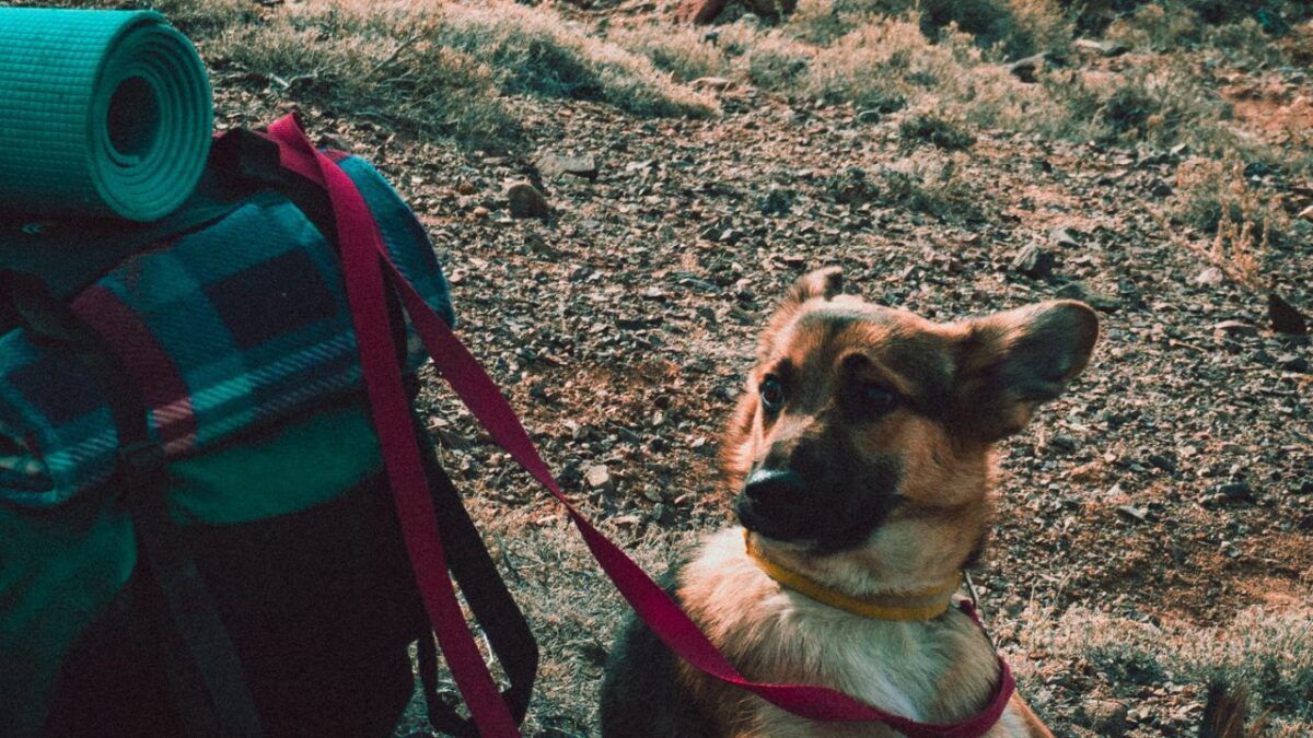 A dog and a backpack at a campsite