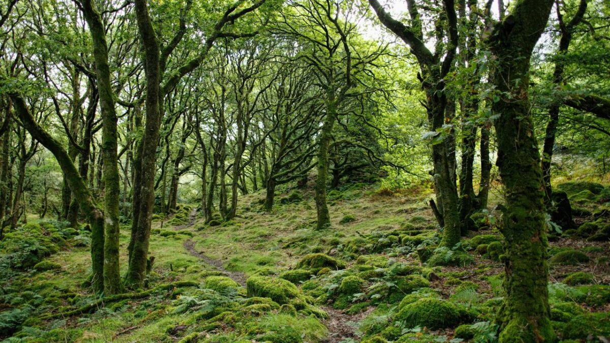 Green landscape of a forest in Wales