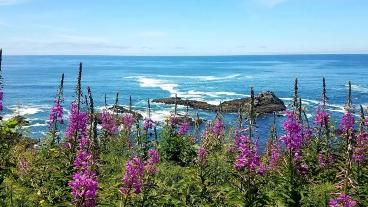 Flowers along a coast within BLM land