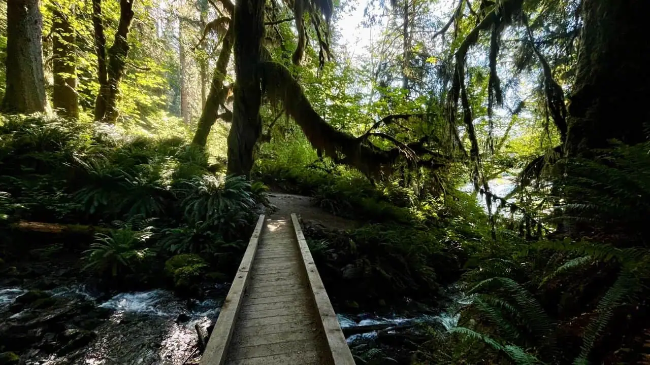 Dispersed camping in Olympic National Forest