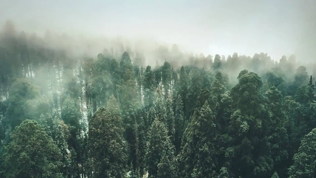 Fog over trees in the Sequoia National Forest