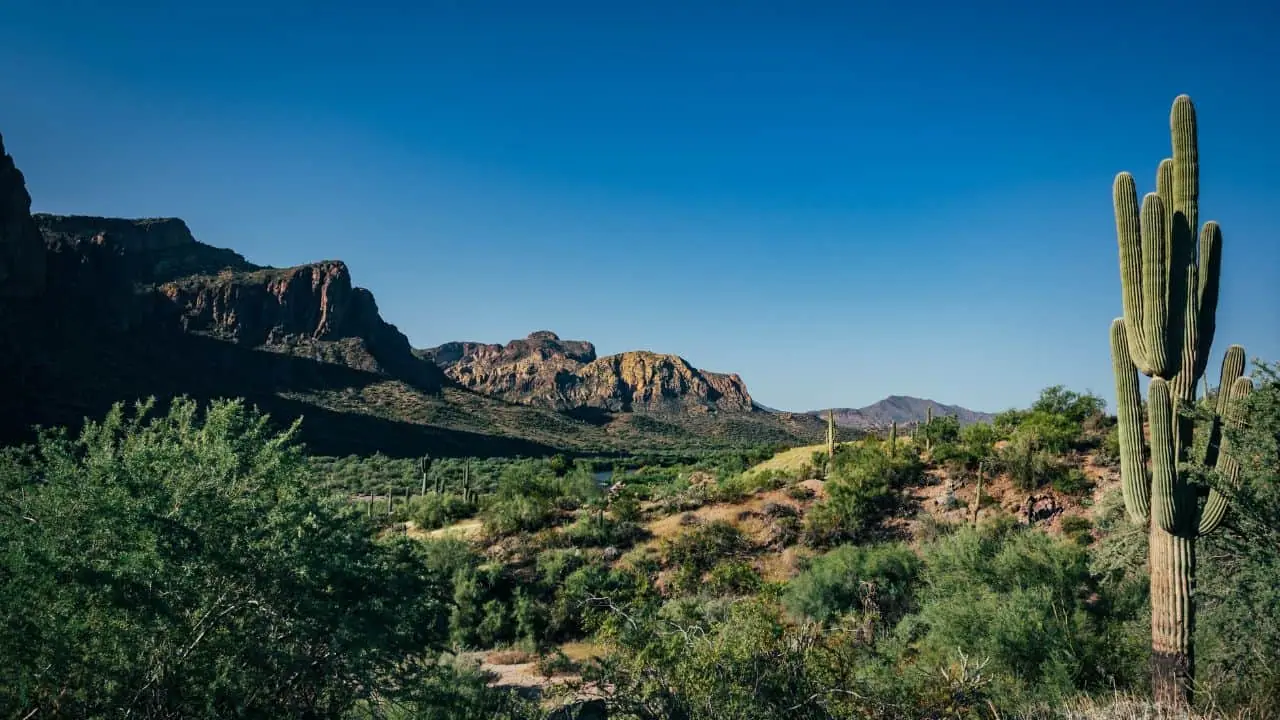 Cacti in a dispersed camping area in Tonto National Forest