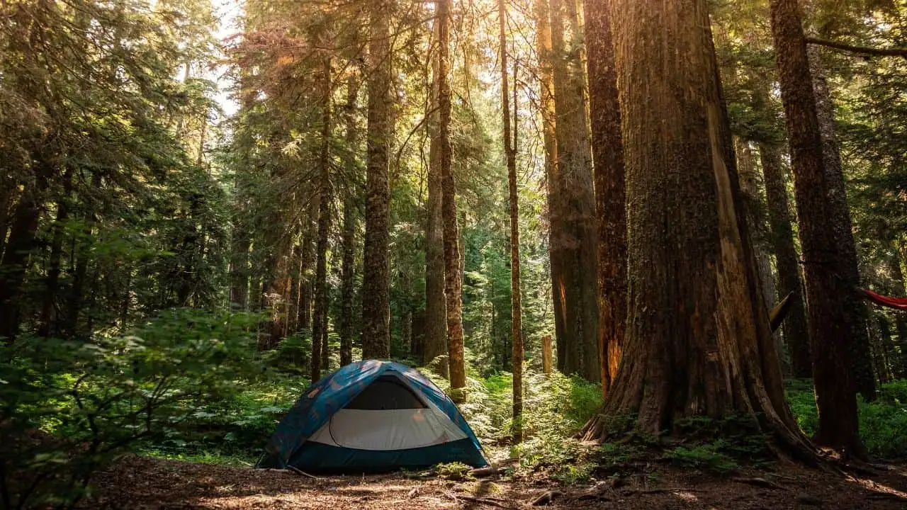 Blue tent at a dispersed campsite in a National Forest