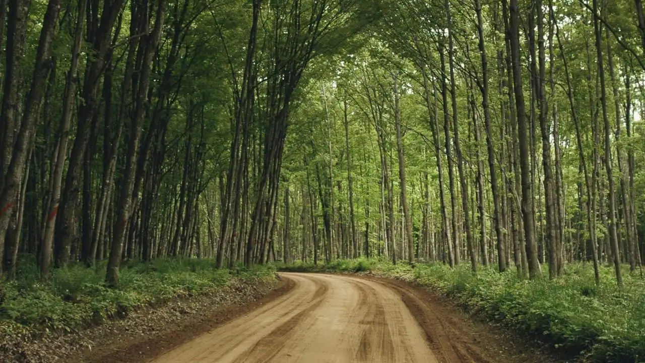 Forest Service Road in a National Forest