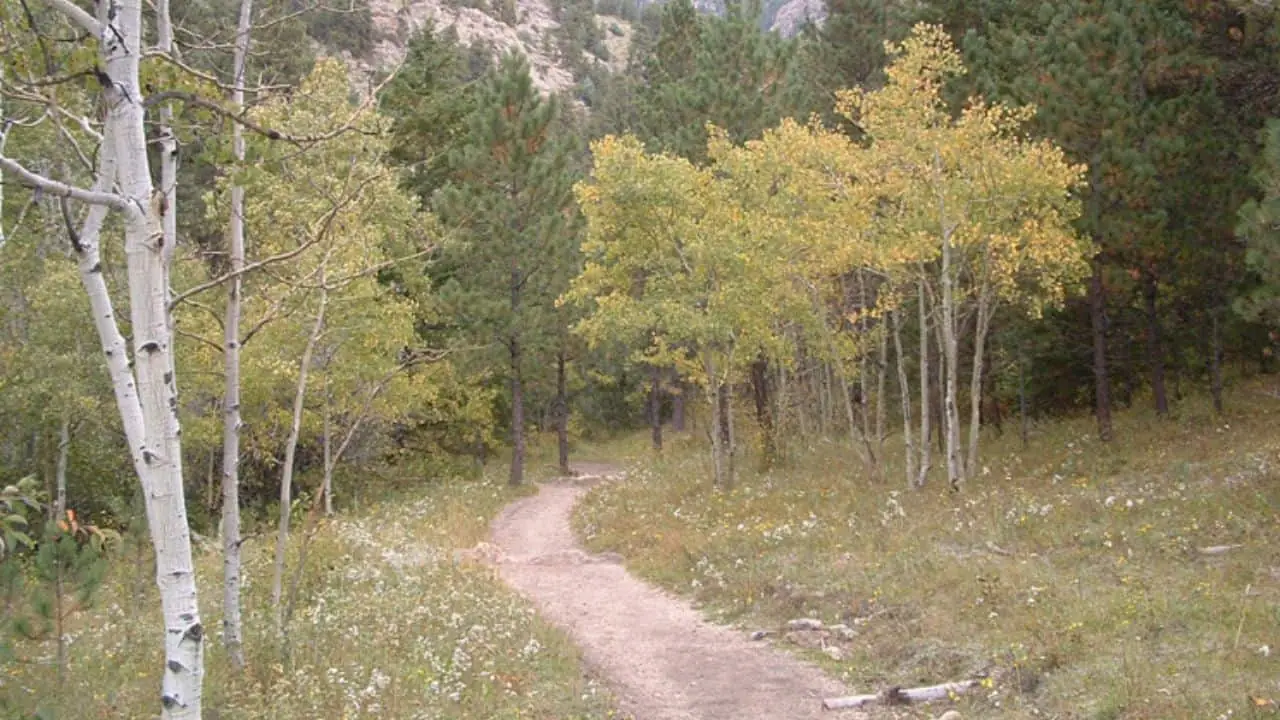 Forest Path in Lyons Gulch Boat Launch Camping