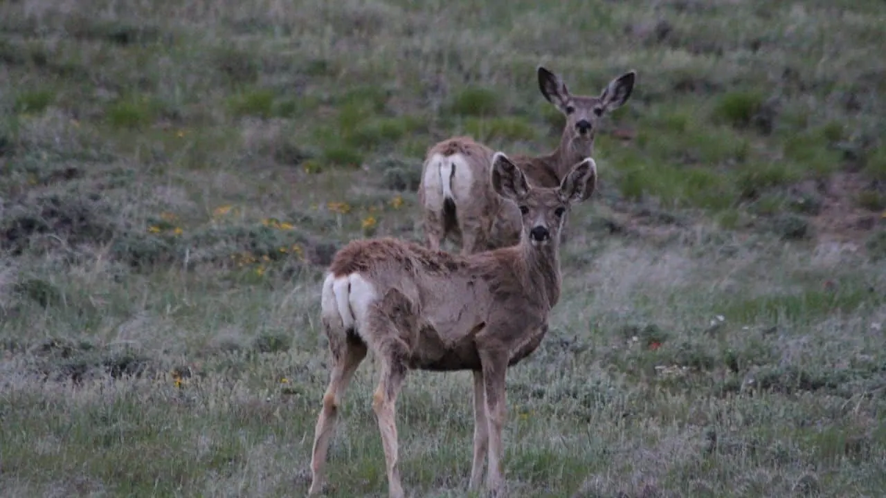 Two young does up on Rabbit Ears Pass, Colorado