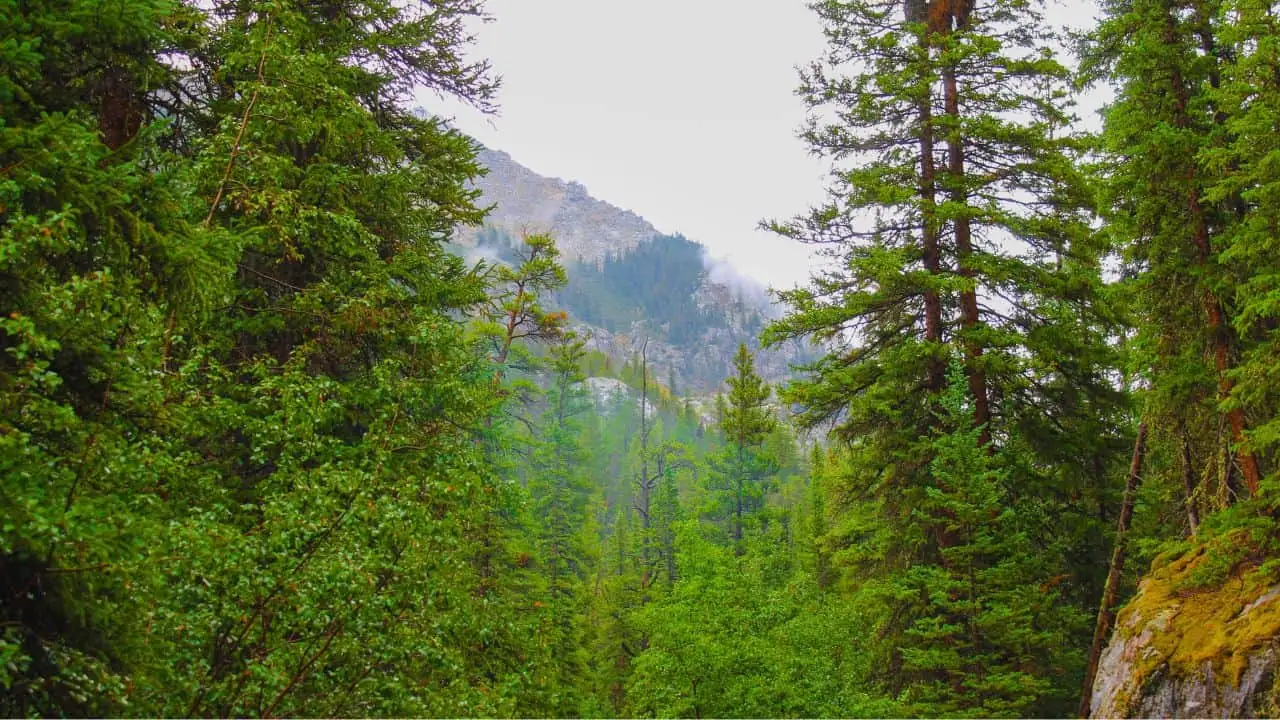 Trees in Glenwood Springs