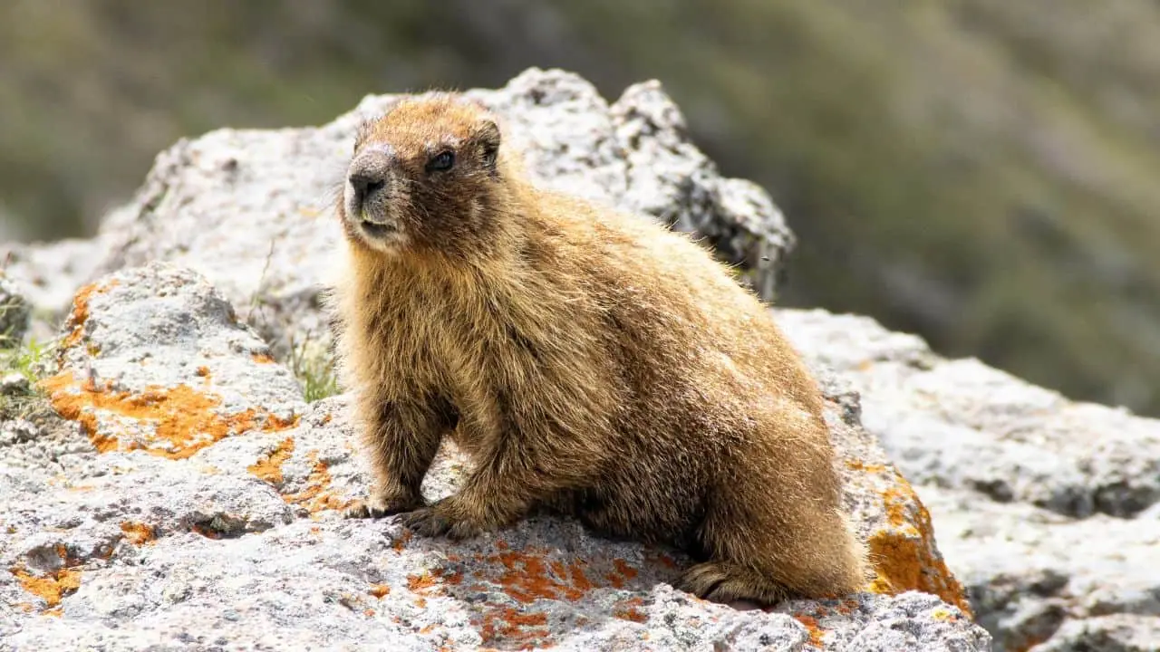 Wildlife near Breckenridge