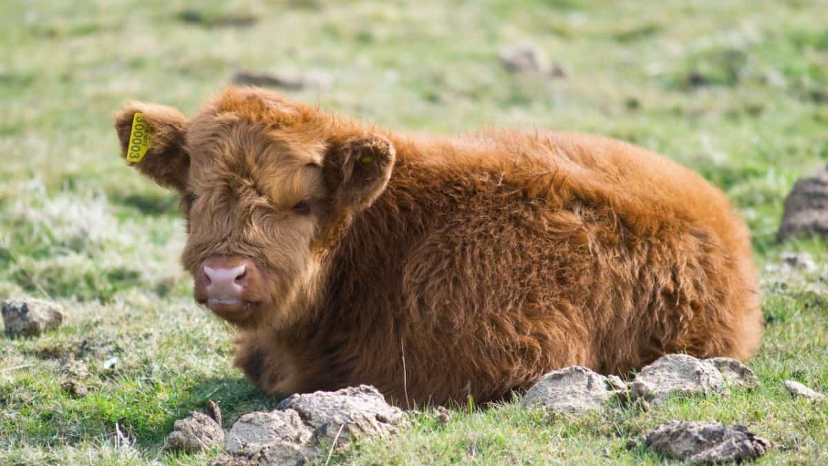 Scottish Highland Breed Calf