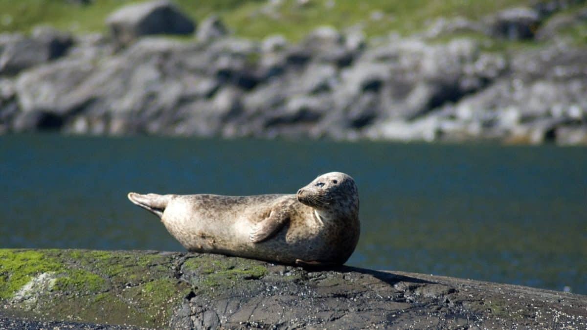 Seal in Scotland