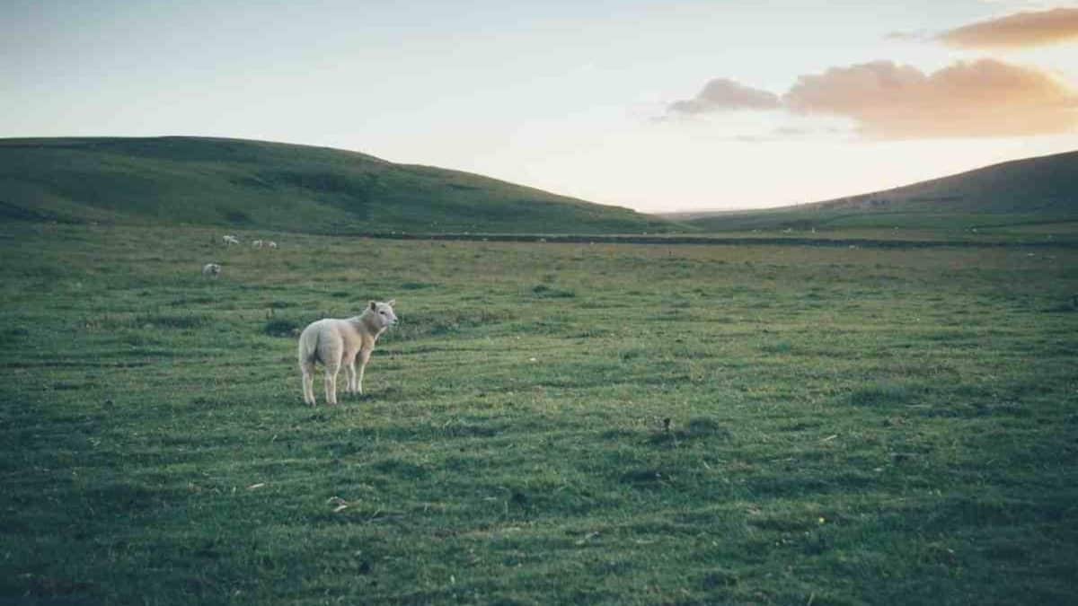 Sheep along the Pennine Way