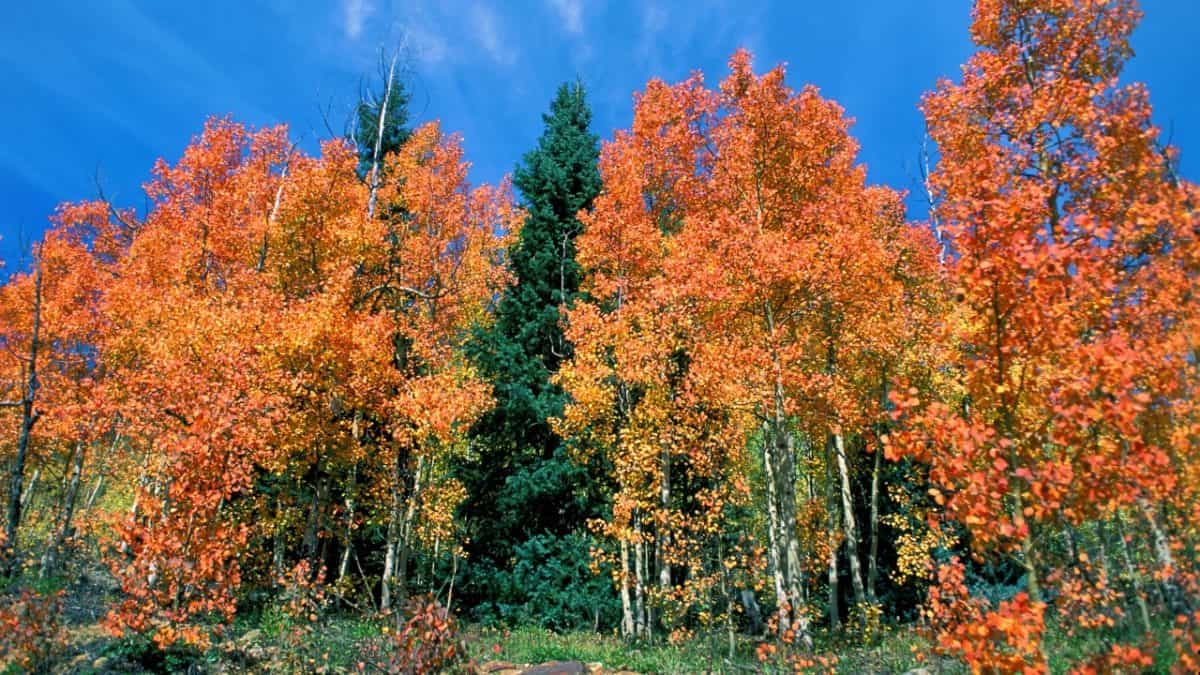 Autumn in Silverton, Colorado