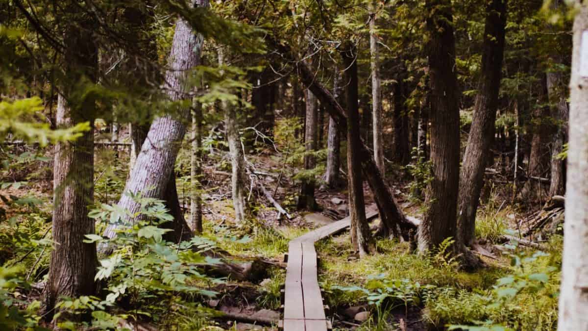 Forest Path in Michigan