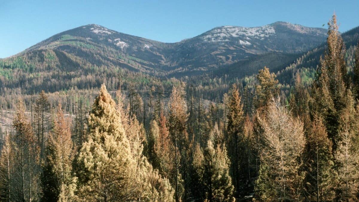 Colville National Forest