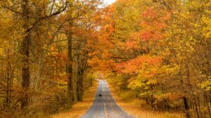 Fall Foliage in Shenandoah National Park