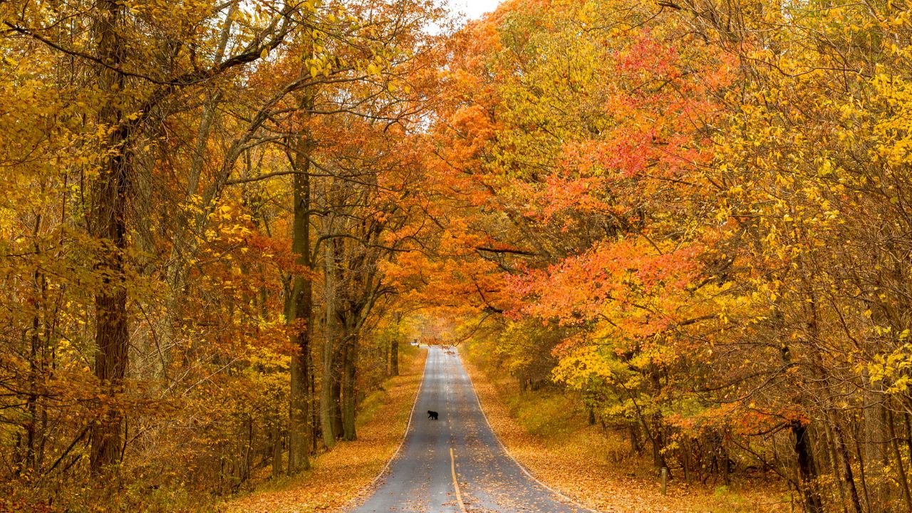 Fall Foliage in Shenandoah National Park