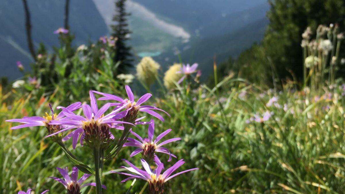 Flowers blooming in spring in Mt Rainier National Park
